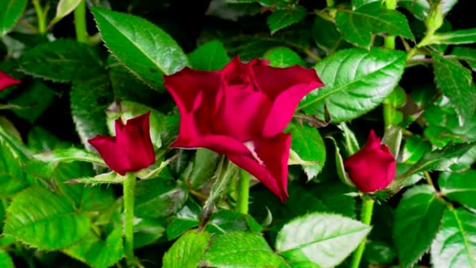 红玫瑰花生长和开放的时间流逝