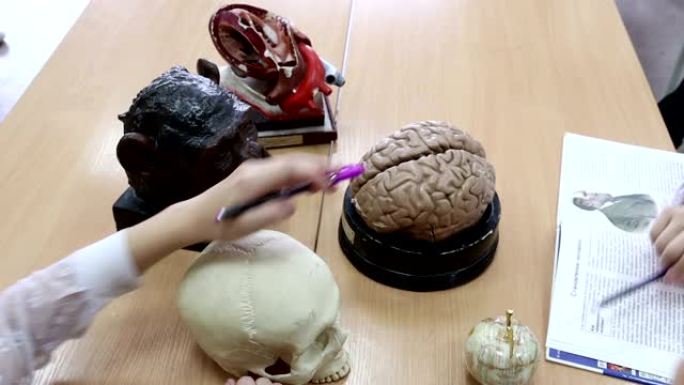 学生在生物学和解剖学课程的模型上研究和比较人类和猿类的大脑结构