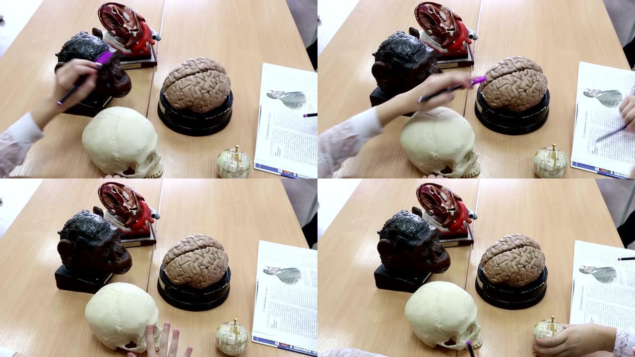 学生在生物学和解剖学课程的模型上研究和比较人类和猿类的大脑结构