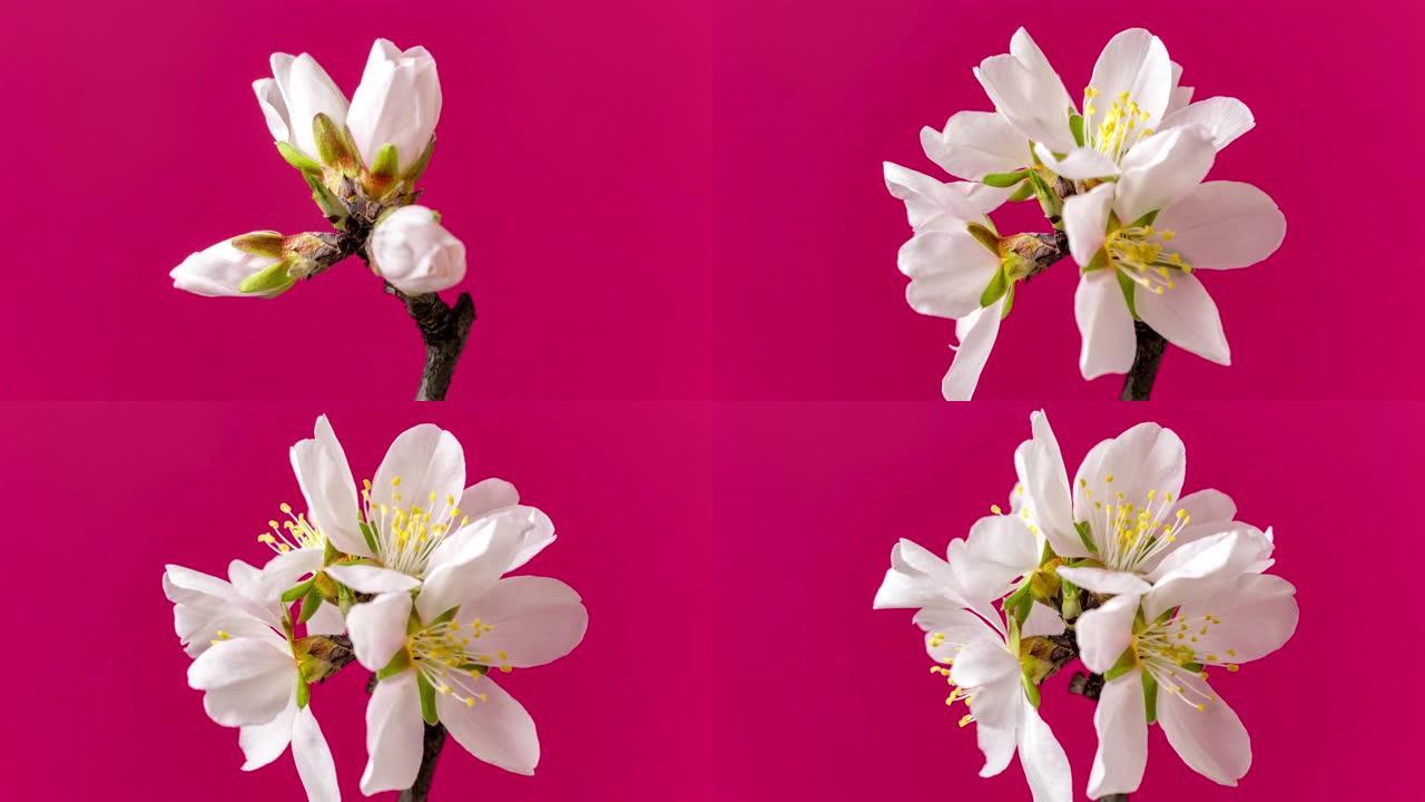 杏仁花在黑色背景下的长时间延时4k视频中旋转和开花。春天梅花的视频。