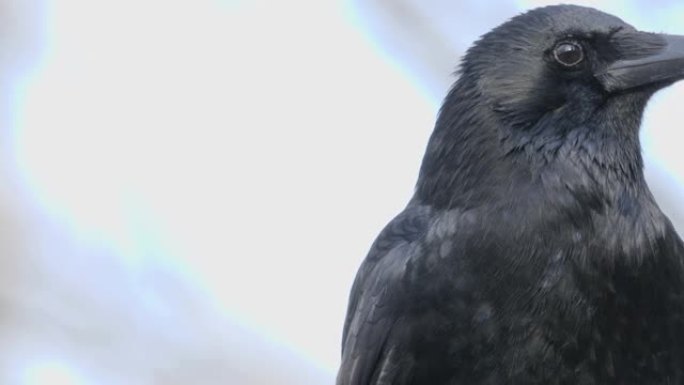 乌鸦头的特写乌鸦头的特写黑色黑色羽毛