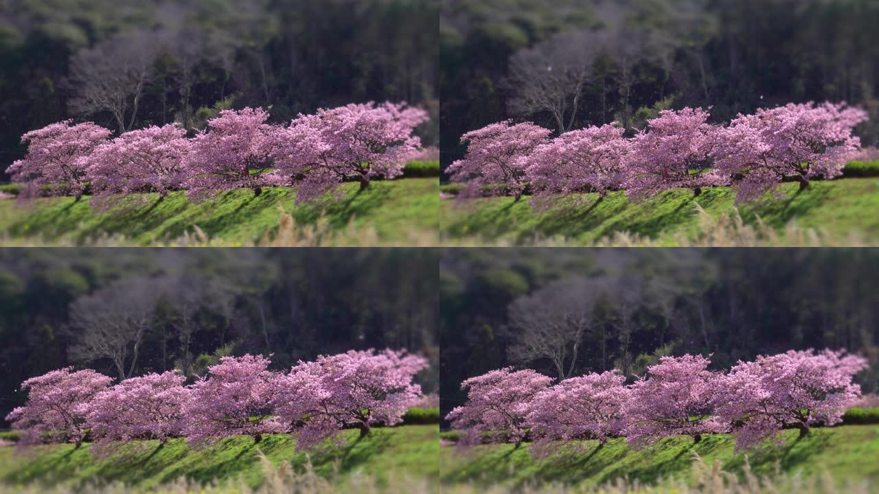 下加莫河岸上有卡诺拉花的河津樱花树