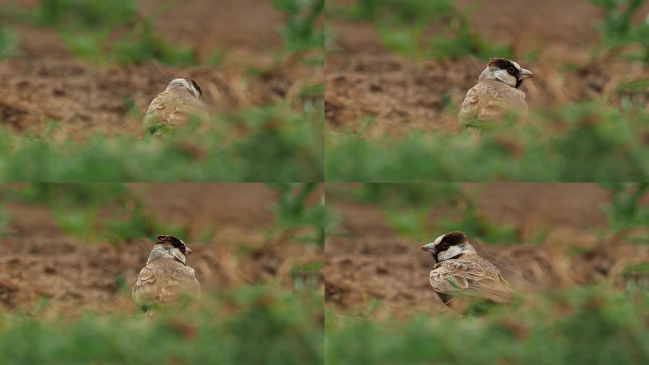 黑冠麻雀-百灵鸟-Eremopterix nigriceps在Boa Vista的沙漠中寻找食物。佛