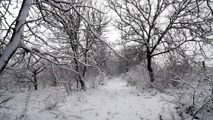美丽的暴风雪圣诞自然树在冬天的风景在傍晚的降雪风景