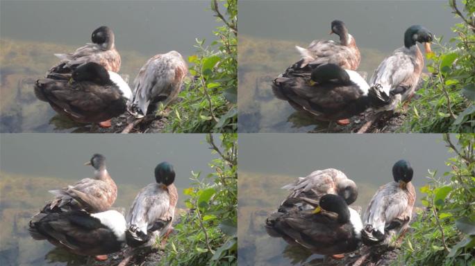 鸭群鸟水海鸟 (鹅天鹅或鸭科统称为水禽涉水水鸟科) 在湿地湖水边缘附近梳理羽毛。