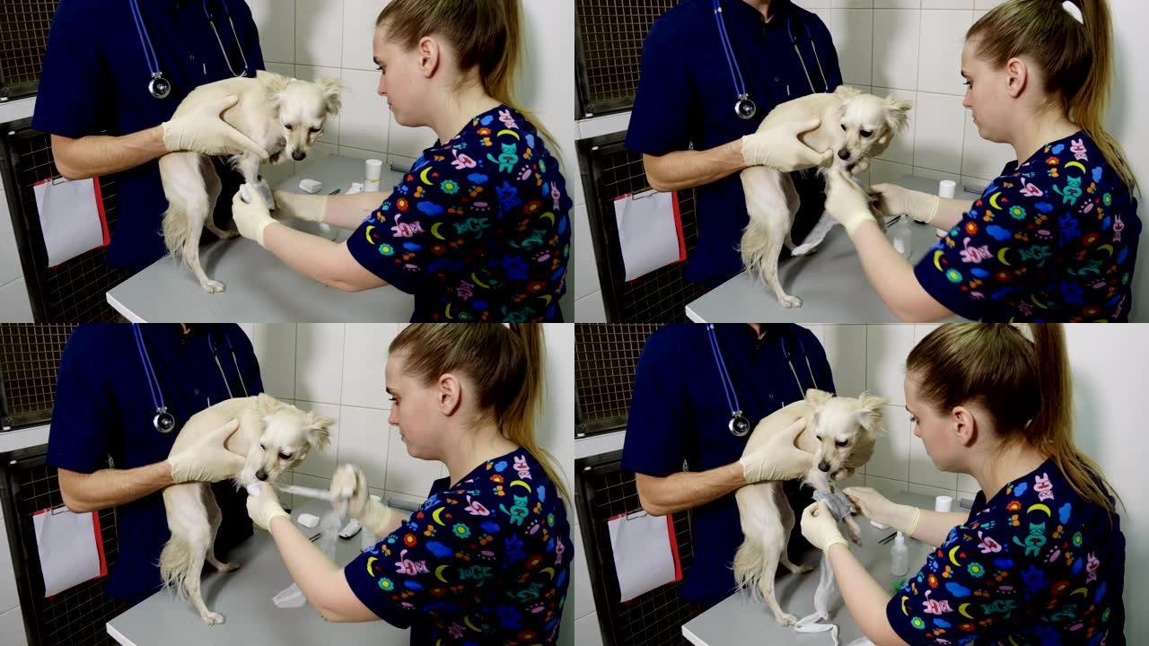 两名兽医在兽医诊所治疗吉娃娃狗的腿部骨折。4K