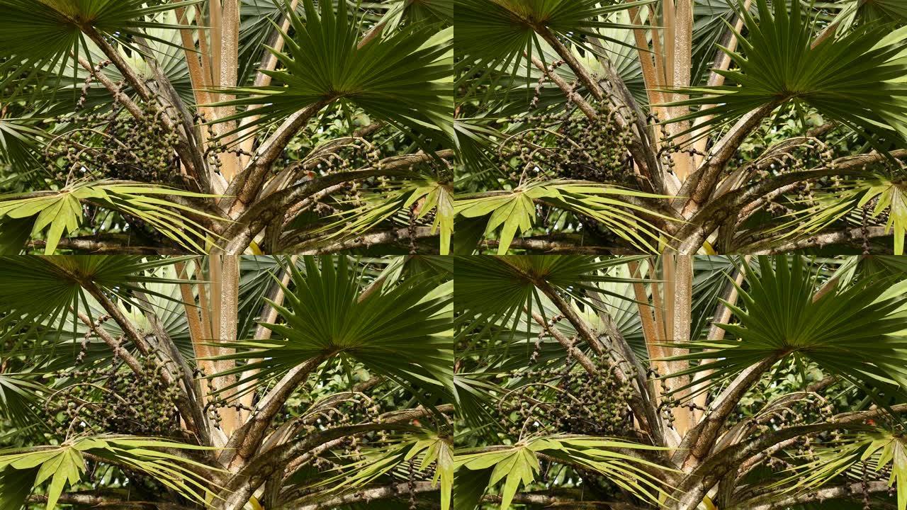 热带棕榈树，有异国情调的水果和两只鸟在其中觅食