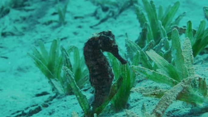 海马坐在覆盖有绿藻的沙底上的特写镜头，水下微距拍摄