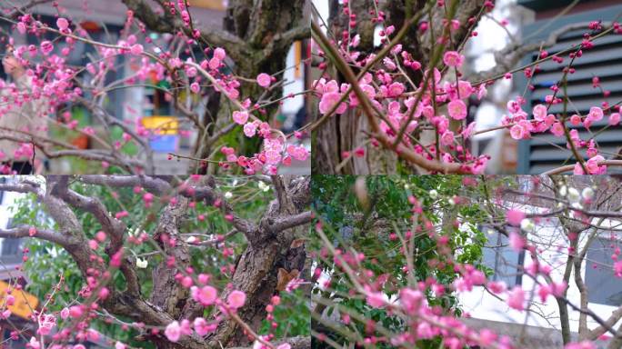 杭州植物园灵峰探梅梅花开了风景视频素材