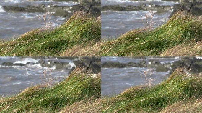 在一个阳光明媚的大风天，岩石苏格兰海滩上的海浪，草地在前景中摇曳
