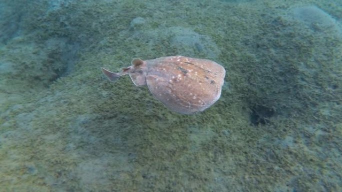 黑豹电射线或黑斑鱼雷射线或 (鱼雷Fuscomaculata) 在海中水下游泳。