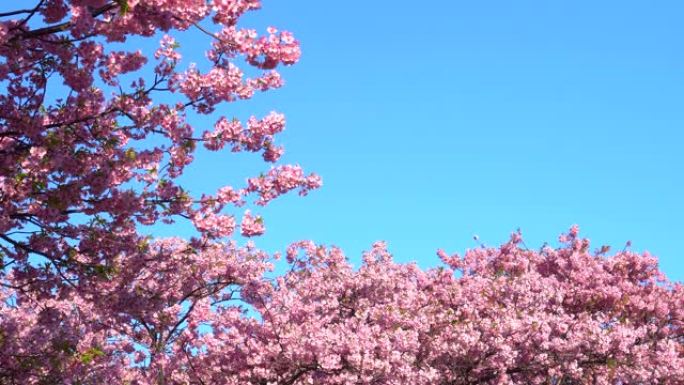 河津樱花在湛蓝的天空下