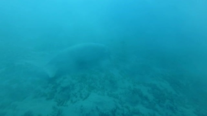 海牛 (Dugong dugon) 在鱼群的金树 (Gnathanodon speciosus) 的
