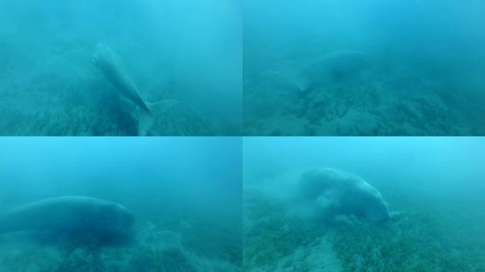 海牛 (Dugong dugon) 在鱼群的金树 (Gnathanodon speciosus) 的