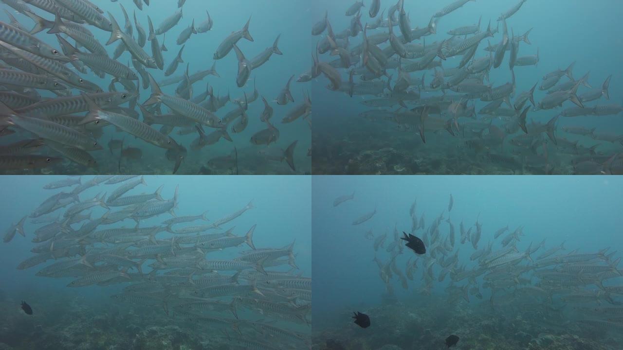 梭子鱼巴拉望菲律宾巢2020