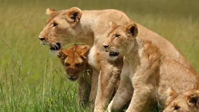 恼怒的母狮和幼崽特写展示动物园国家公园