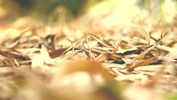 秋天季节的干燥竹叶掉落在地板上，慢动作拍摄