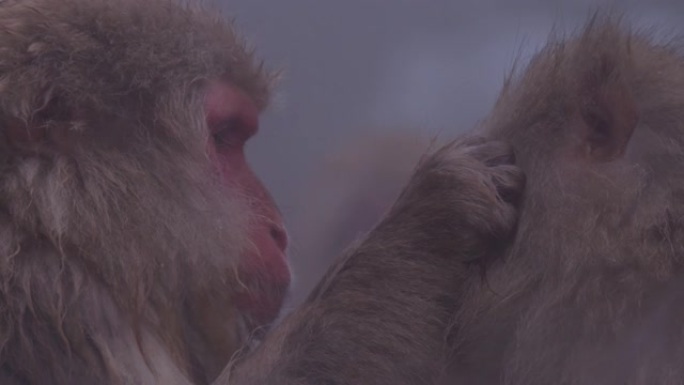 日本长野长野的日本猕猴或雪日本猴子与温泉在雪猴公园或地高谷Yaen-Koen在冬季，日本股票视频