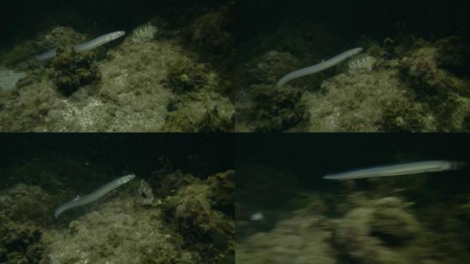 夜间，蛇blenny或Cusk鳗 (Ophidion barbatum) 在覆盖有藻类的岩石礁上游泳