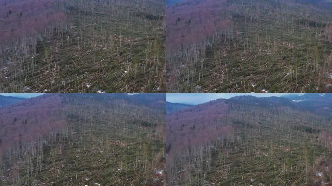 空中4k剪辑显示了罗马尼亚Ciucas山的一场强风暴雨，数百棵枞树被树根撕裂，夷为平地。