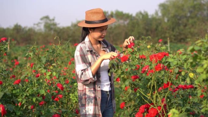 亚洲农民妇女在玫瑰园切玫瑰丛。