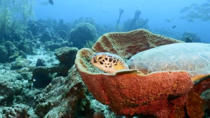 绿海龟在珊瑚礁绿松石水中的海绵中休息-加勒比海/库拉索岛