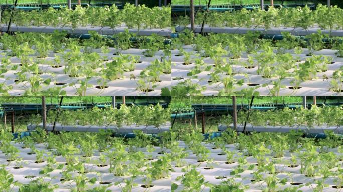 水培绿色蔬菜栽培苗圃，植物学，4k分辨率。绿色白色，绿叶，后院园艺，热带潮湿，生长植物，生物实验室，