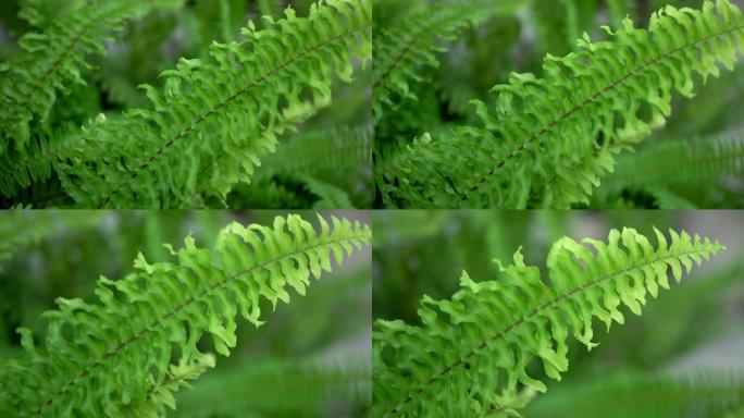 绿色蕨叶的特写。蕨叶图案。手持镜头