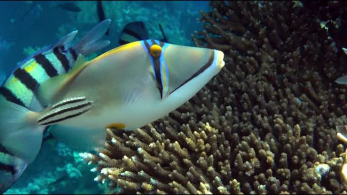 毕加索金鱼鱼 (Rhinecanthus aculeatus)，珊瑚鱼在珊瑚的reef.4k