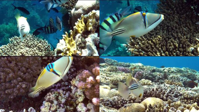 毕加索金鱼鱼 (Rhinecanthus aculeatus)，珊瑚鱼在珊瑚的reef.4k