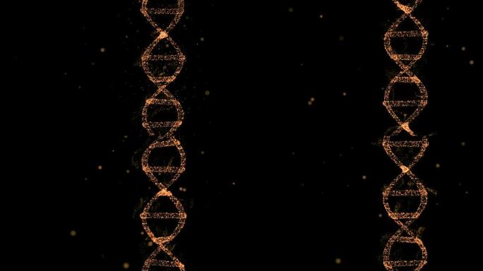 正在检查的旋转DNA高细节螺旋链。