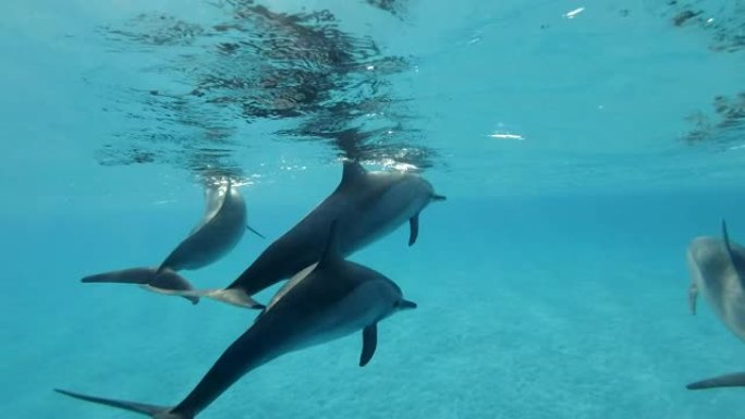 一群海豚在蓝色水中非常靠近水面游泳。旋转海豚 (Stenella longirostris)，水下镜