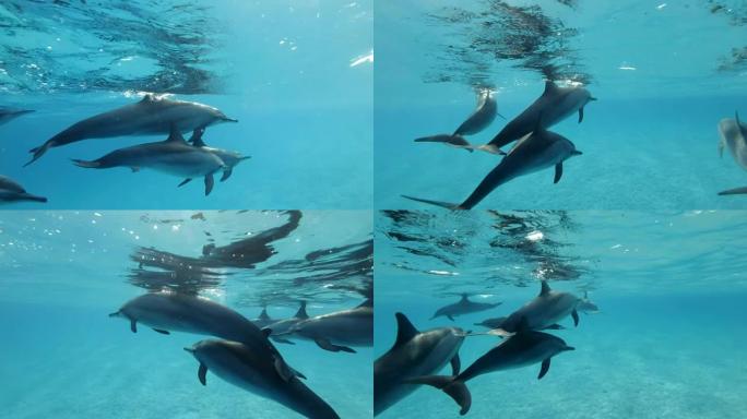 一群海豚在蓝色水中非常靠近水面游泳。旋转海豚 (Stenella longirostris)，水下镜