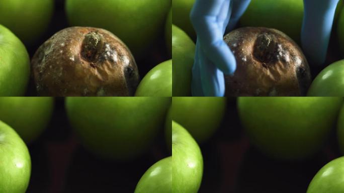 坏苹果概念隐喻。一群健康的新鲜绿色的烂苹果。