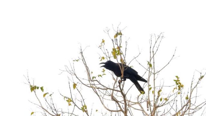 乌鸦鸟野生动物保护生物生态飞翔飞鸟