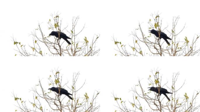 乌鸦鸟野生动物保护生物生态飞翔飞鸟