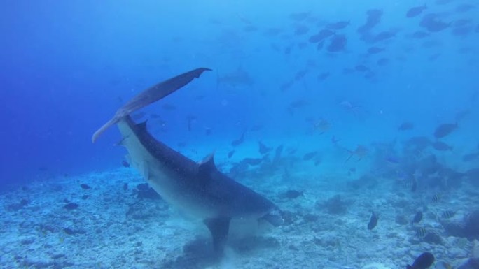 两只虎鲨捡起渔夫抛入海洋的金枪鱼和其他渔业废弃物的残骸-印度洋，富瓦赫穆拉岛，马尔代夫，亚洲