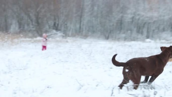 有趣的狗在第一场雪地慢动作上奔跑