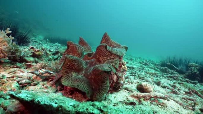 水下珊瑚礁上的脆弱物种巨蛤 (Tridacna gigas)