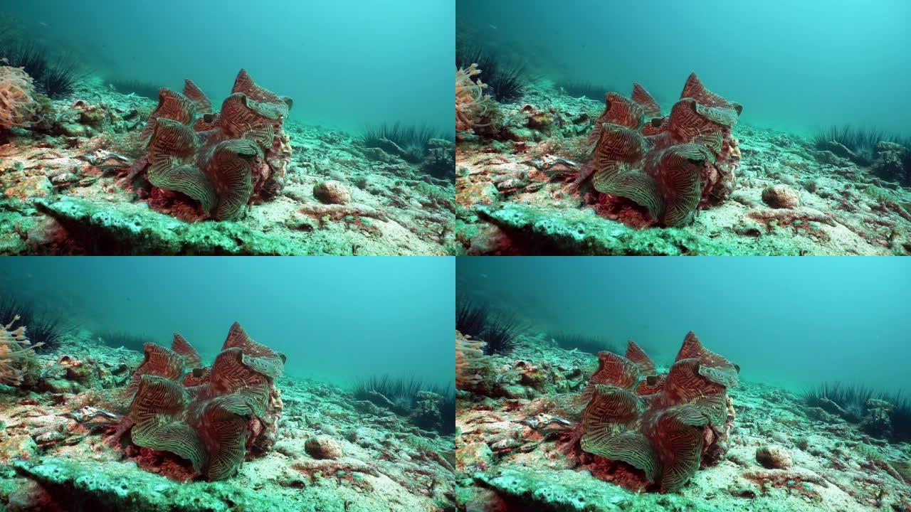 水下珊瑚礁上的脆弱物种巨蛤 (Tridacna gigas)