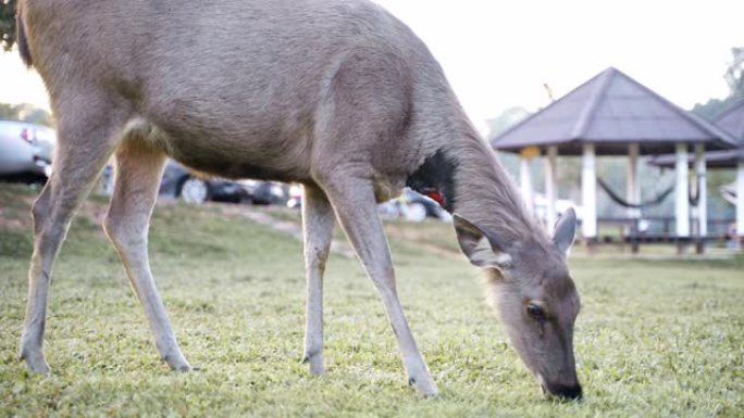 Deers在野外觅食和吃草。