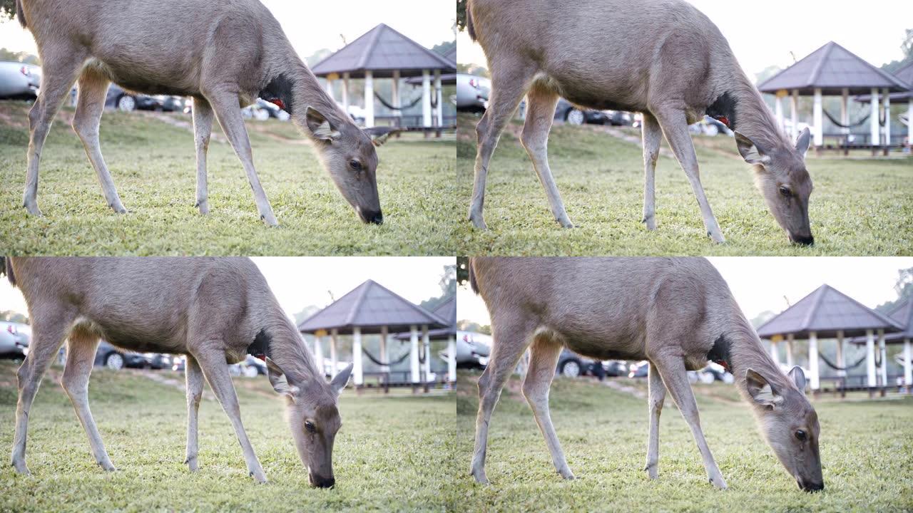 Deers在野外觅食和吃草。