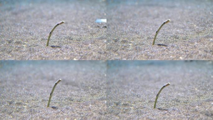 蛇鱼从沙子里出来4k慢动作60fps