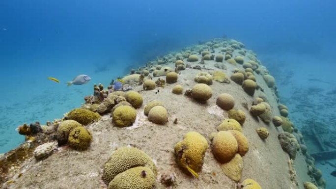 库拉索岛周围加勒比海珊瑚礁的潜水员和沉船 “黑沙残骸”