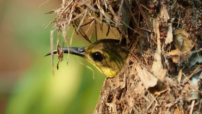 橄榄背太阳鸟-Cinnyris jugularis，也称为黄腹太阳鸟，是南部远东太阳鸟的一种。与坐在
