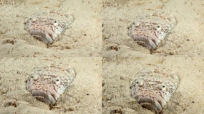 观星鱼藏在沙质底部