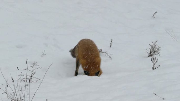 冬天长着厚厚的毛皮的漂亮红狐狸在雪地里出头