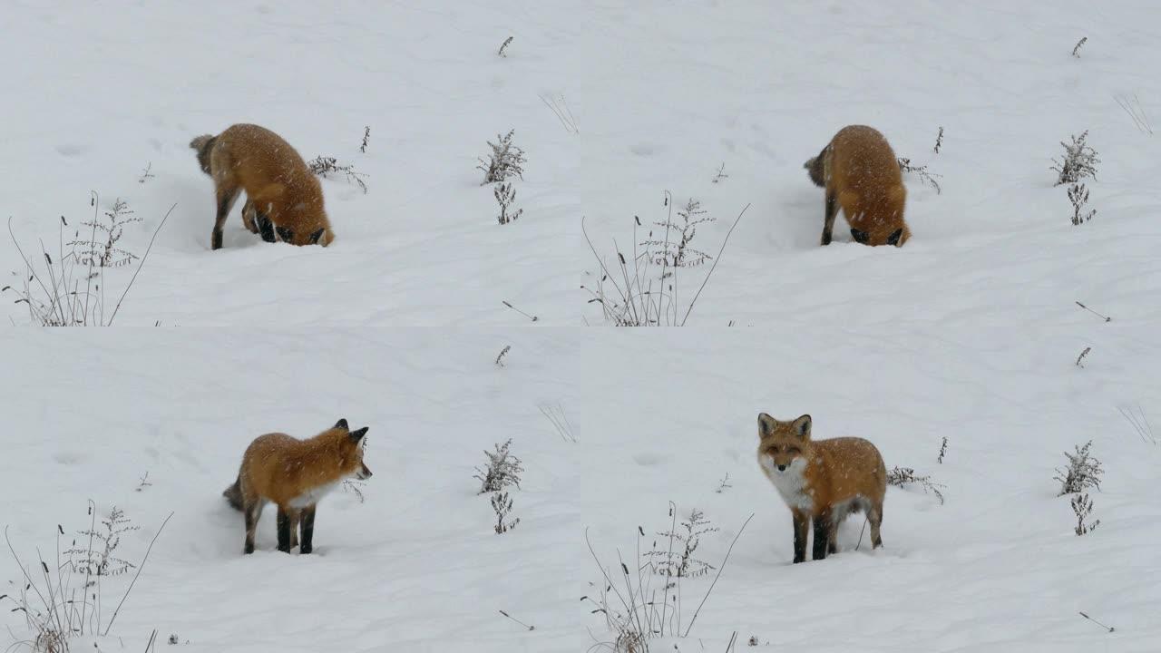 冬天长着厚厚的毛皮的漂亮红狐狸在雪地里出头