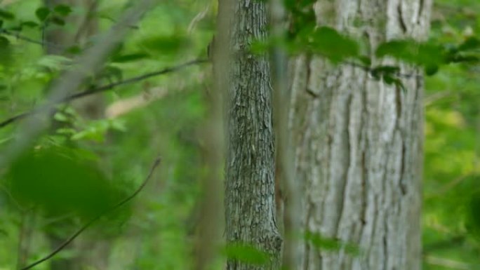 跟踪森林中两只毛茸茸的啄木鸟的运动序列