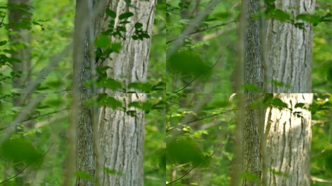 跟踪森林中两只毛茸茸的啄木鸟的运动序列